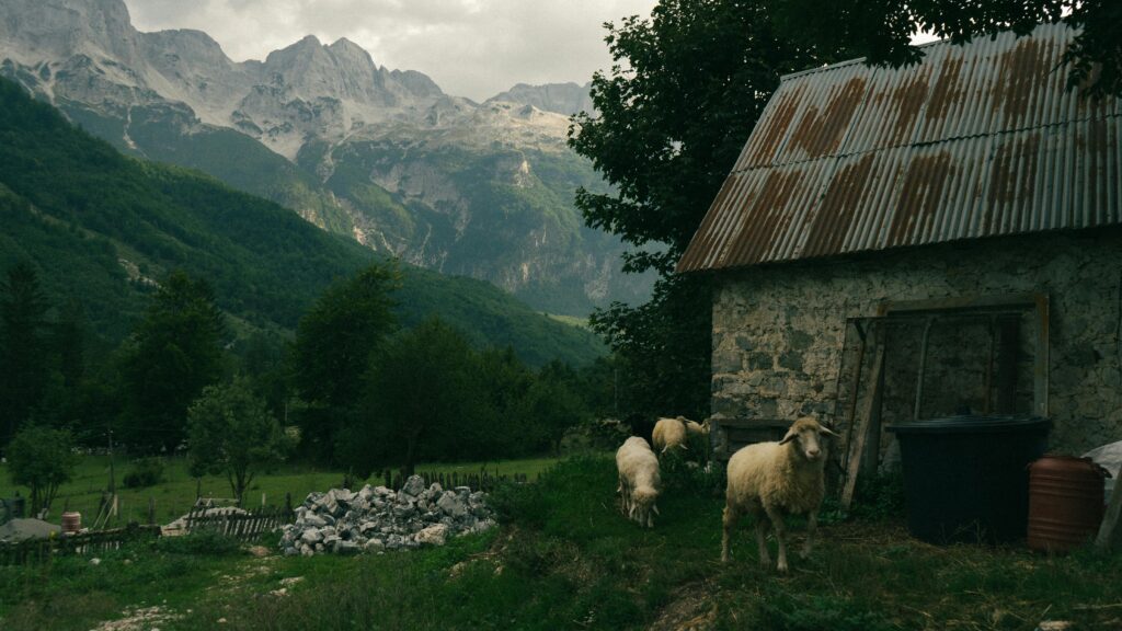 Rustic farm scene with sheep and alpine mountains in Valbonë, Kukës County, Albania.