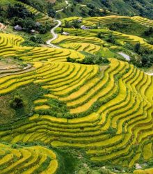the season of ripe rice, fall, hoang su phi, ha giang, vietnam, destination, travel, terraces, agriculture, top view, northeastern mountains, the stone also blooms, golden season, natural landscape, ha giang, ha giang, ha giang, ha giang, ha giang